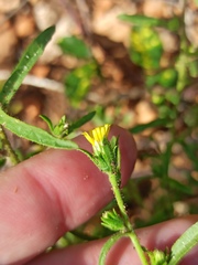Dittrichia graveolens