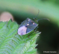 Ditomotarsus punctiventris