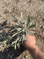 Oenothera macrocarpa