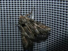 Lacanobia contigua