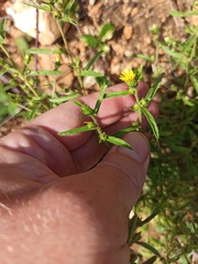 Dittrichia graveolens