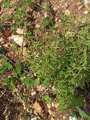 Dittrichia graveolens