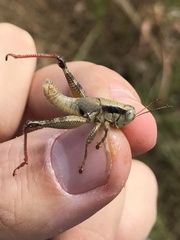 Melanoplus ozarkensis