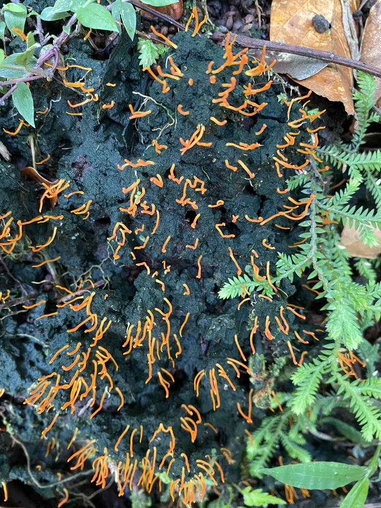 Sulzbacheromyces caatingae · September 2022 · photo: © heimatlos (iNaturalist, cc0)