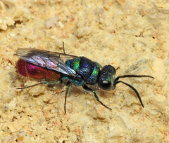 Chrysis ignita