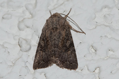 Protorthodes alfkenii