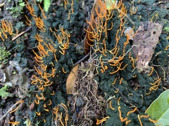 Sulzbacheromyces caatingae