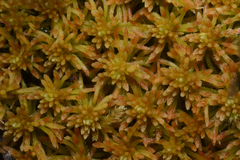 Sphagnum fuscum