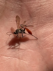 Cryptinae