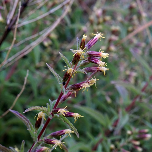 Image of Brickellia lemmonii by (c) Andrew Tree, some rights reserved (CC BY)