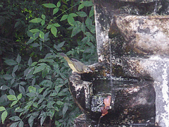 Leiothlypis celata