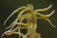 Sphagnum fuscum