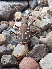Cicindela sedecimpunctata
