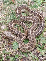 Thamnophis scalaris