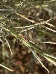 Zelus renardii
