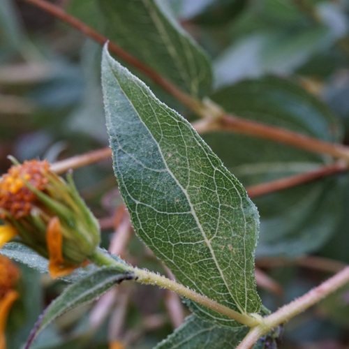 Image of Aldama cordifolia by (c) Andrew Tree, some rights reserved (CC BY)