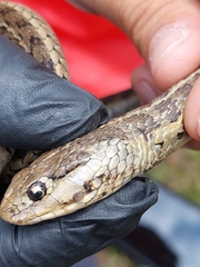 Thamnophis scalaris