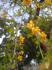 Geoffroea decorticans