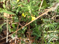 Ajuga chamaepitys