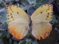 Phoebis philea philea