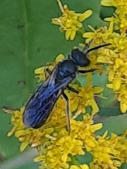 Lasioglossum