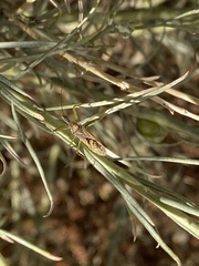 Zelus renardii