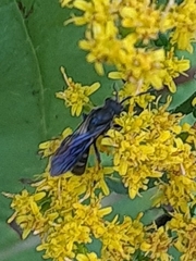 Lasioglossum