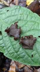 Phaeotremella fimbriata