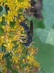 Lasioglossum
