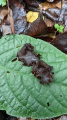 Phaeotremella fimbriata