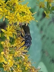 Lasioglossum