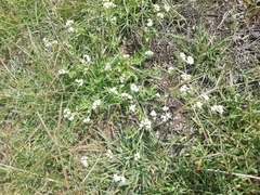 Parthenium bipinnatifidum
