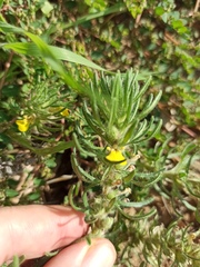 Ajuga chamaepitys