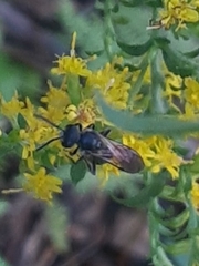 Lasioglossum