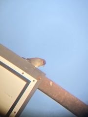 Passer domesticus