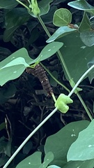 Battus polydamas polydamas