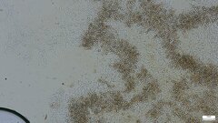Phaeotremella fimbriata