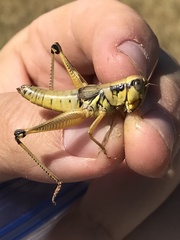 Phoetaliotes nebrascensis