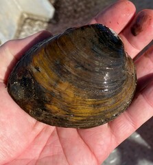 Ellipsaria lineolata