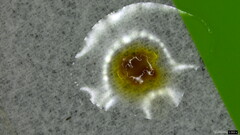 Phaeotremella fimbriata