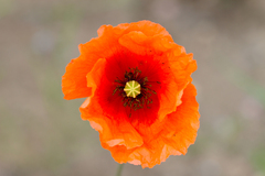 Papaver dubium