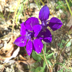 Delphinium ajacis