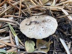 Agaricus californicus