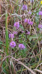Polygala mariana