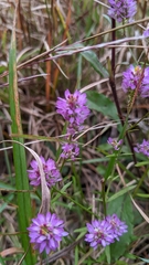 Polygala mariana