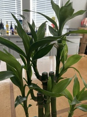 Dracaena sanderiana