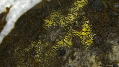 Mucronella calva