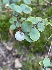 Symphoricarpos albus