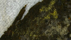 Mucronella calva