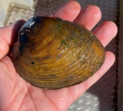 Ellipsaria lineolata